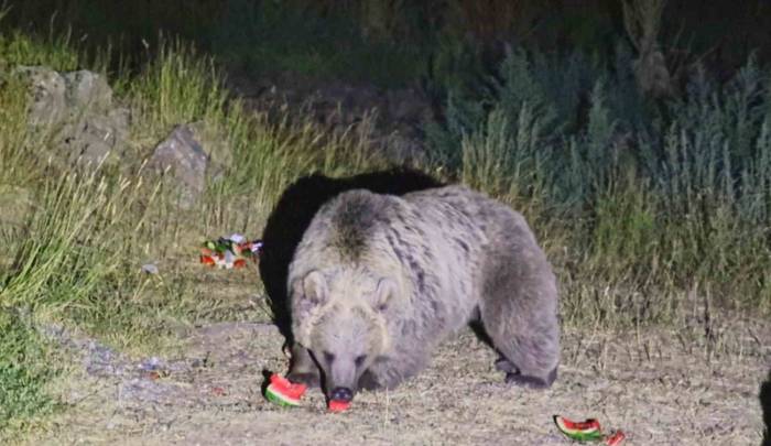 Nemrut’a Giden Piknikçilere Ayı Uyarısı