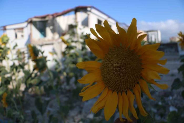Enkazdan Umut Yeşerdi