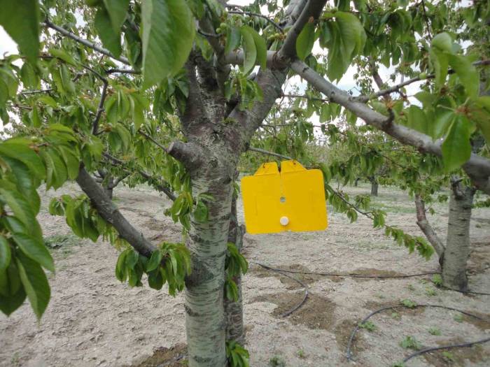 Zararlı Sinek Tuzakları Asıldı