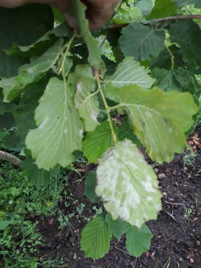 Fındık Üreticilerine Külleme Hastalığı Uyarısı