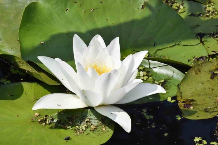 Karacabey Longozu’nda Nilüfer Çiçekleri Açtı