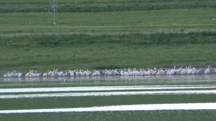 Kars’ta Belgeselleri Aratmayan Görüntüler