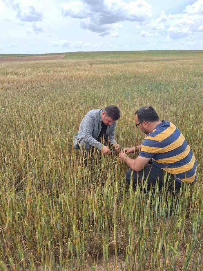 Tarım Alanlarında Hasar Tespit Çalışmaları Devam Ediyor