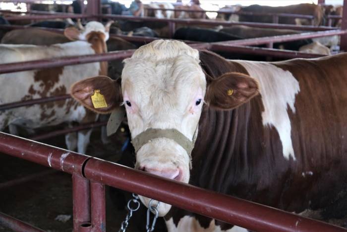 ‘tarım Cebimde’ Uygulaması İle Kurbanlıkların Bütün Bilgilerine Ulaşılıyor