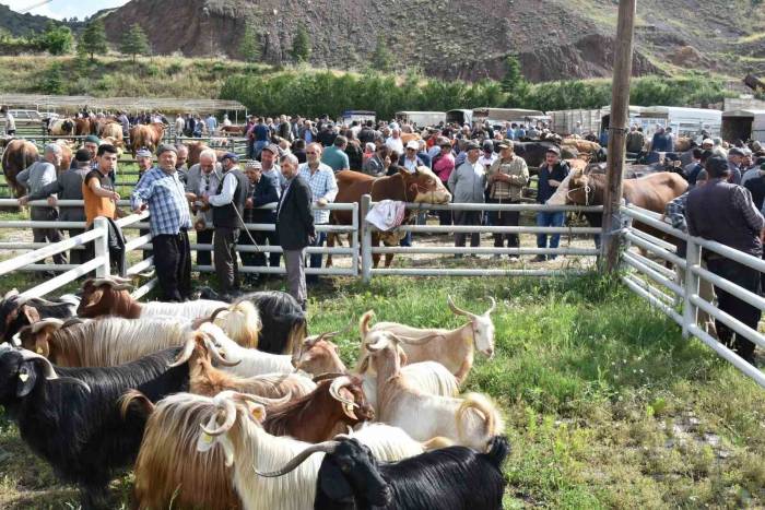 Hayvan Pazarında Kurbanlıklar Görücüye Çıktı