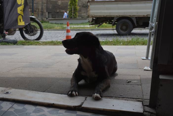 Sinop’ta Esnafın Maskotu Olan “pati” İsimli Köpek Kuryelerle Paket Servisine Çıkıyor