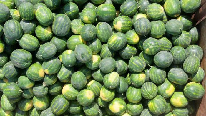 Serin Giden Hava, Karpuzun Fiyatını 1 Liraya Kadar Düşürdü