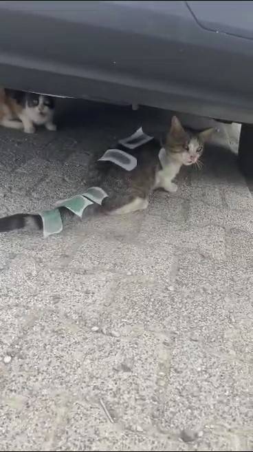 Üsküdar’da Vücuduna Ağda Bantları Yapıştırılan Kedi Şaşkına Çevirdi
