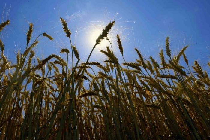 Diyarbakır Buğdayında Rekolte Hedefi 1 Milyon 200 Bin Ton