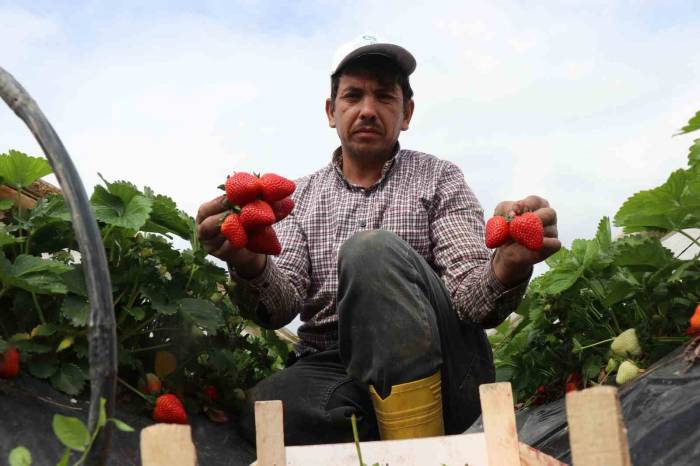 O Topraklarda Artık Çilekte Yetişiyor