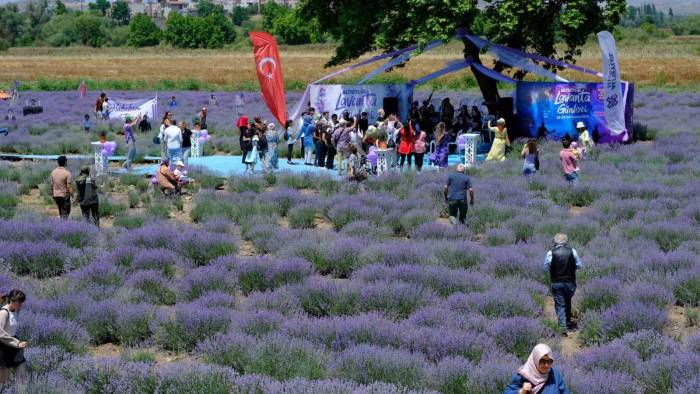 Altıeylül Lavanta Günleri Başladı