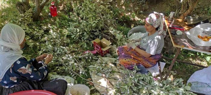 Batman’da Ekonomik Kazancı Yüksek Olan Kozada Hasat Başladı