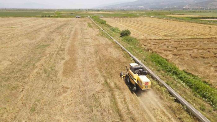 Efeler Belediyesi’nden Buğday Hasadı