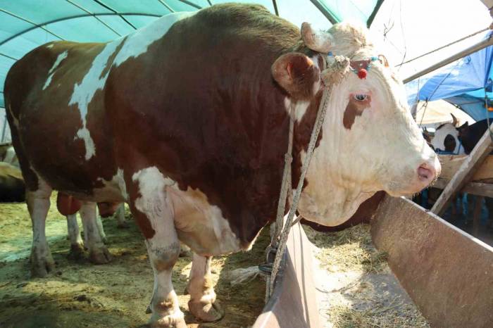 1 Ton 650 Kilogramlık "vartolu" İsimli Dana Araba Fiyatına Satıldı