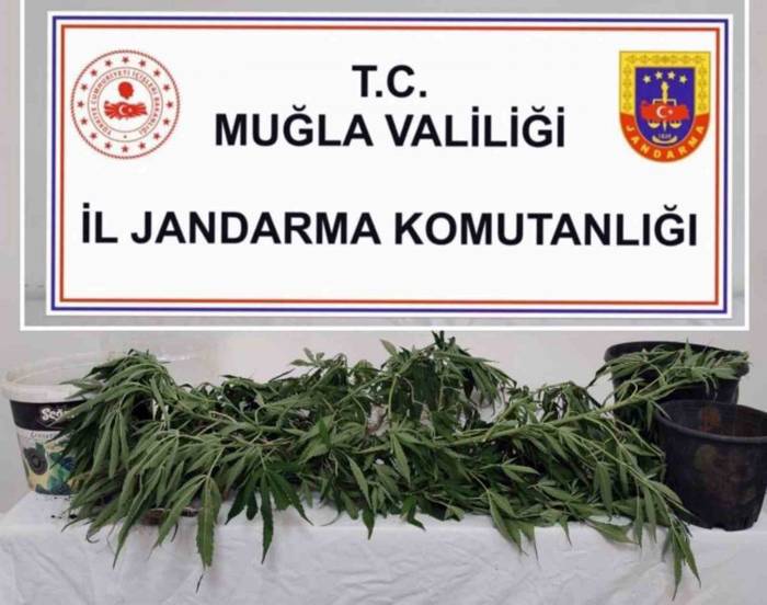 Jandarmadan 6 İlçede Uyuşturucu Operasyonu