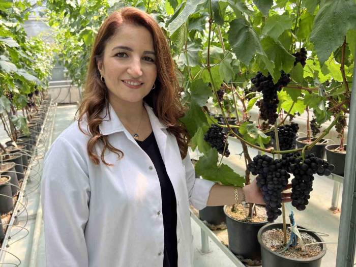 Manisa’da İlk Üzüm Hasadı Topraksız Tarımla Yapıldı