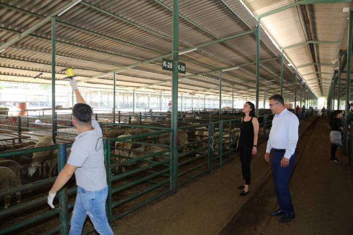 Canlı Hayvan Satış Noktaları İlaçlanıyor