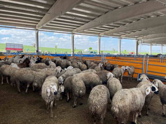 Tüdkiyeb Genel Başkanı Çelik: “fiyatlar Çok Makul Ve Küçükbaşa Da Çok İlgi Var”