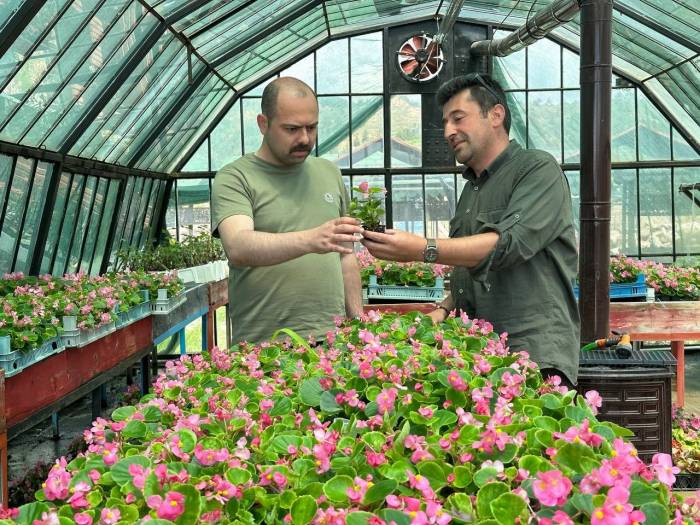 Tosya Belediyesi, İlçede 10 Bin Kök Süs Bitkisi Dikecek