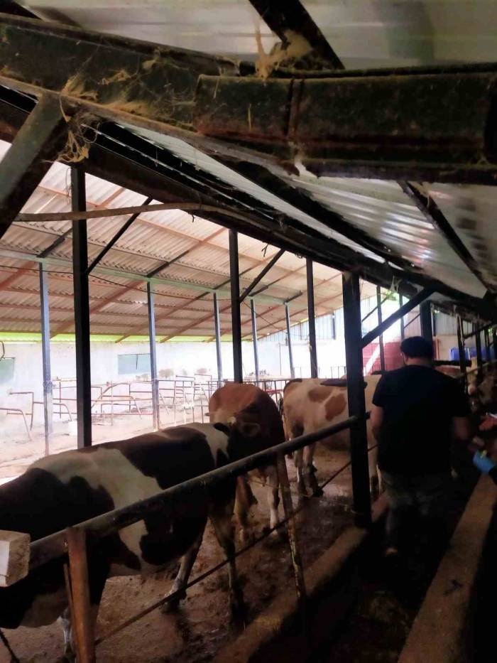 Şap Hastalığında Çaycuma İlçe Tarım Ve Orman Müdürlüğü’nden Destek