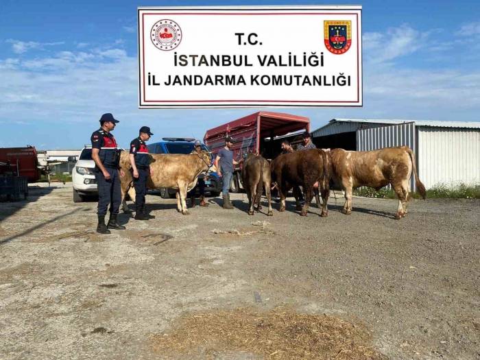 Çatalca’da Çalınan Kurbanlıklar Jandarma Ekipleri Tarafından Bulunarak Sahiplerine Teslim Edildi