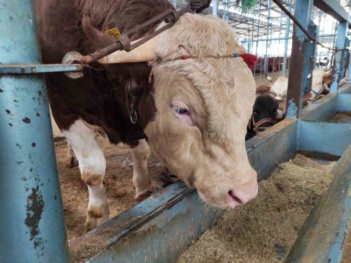 Kurban Pazarında Ümitler Son Güne Kaldı