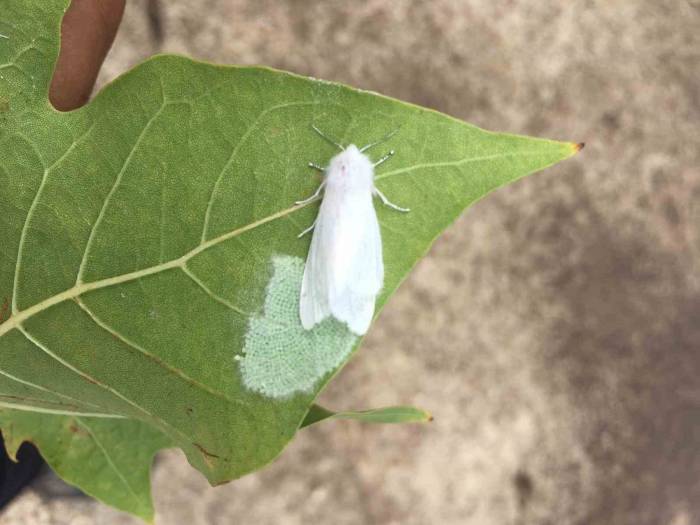 Amerikan Beyaz Kelebeği Uyarısı