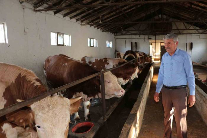 Kurbanlık Satışları Hızlandı