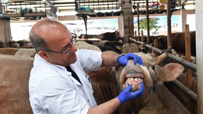 Kurbanlıklara Ultrasonla Gebelik Testi Yapıldı