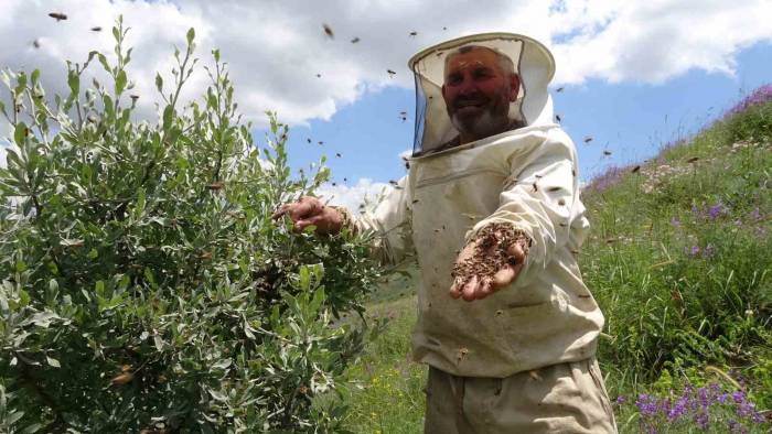Aşırı Yağışlar Nedeniyle Bal Üretemeyen Arılar Oğul Verdi, Çıtalar Boş Kaldı