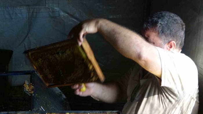 Arılar Çalıştı, Arıcıların Sağım Mesaisi Başladı