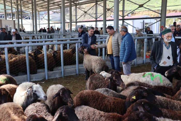 Küçükbaş Kurbanlıklara İlgi Daha Fazla