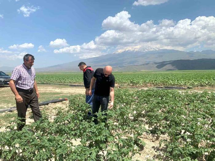 Doğubayazıt Kaymakamı Ekinci, Meyve Ve Sebze Bahçelerinde İncelemelerde Bulundu