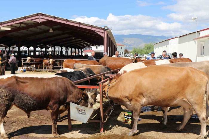Erzincan’da Vatandaşlar Kurbanlık Almak İçin Arefe Gününü Bekliyor