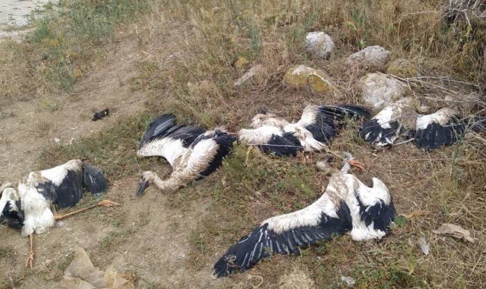 Mahallenin 20 Yıllık Misafirleri Telef Oldu