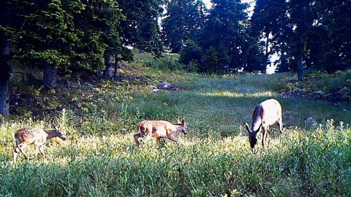 Yaban Hayvanları Fotokapanda