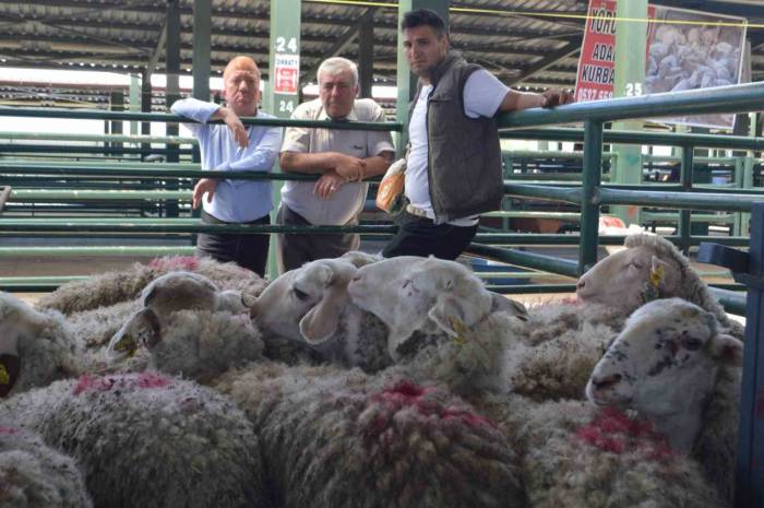 Tavşanlı’da Hayvan Pazarında İlk Gün
