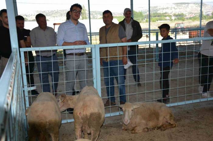 Kaymakam Okumuş’tan Kurban Pazarında İnceleme