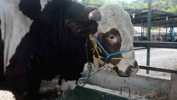 Kurban Pazarının Paşa’sı