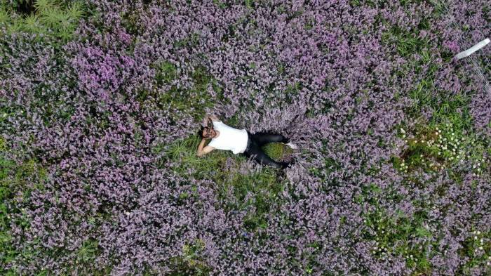 Mor Kara Yoncalar Bozkırda Kartpostallık Görüntüler Oluşturdu