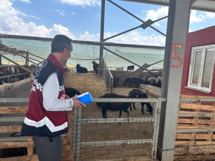 Bingöl’de Kurbanlıklar Ekipler Tarafından Kontrol Ediliyor