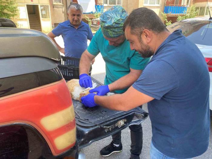 Veteriner Ekipleri Hasta Kediler İçin Seferber Oldu