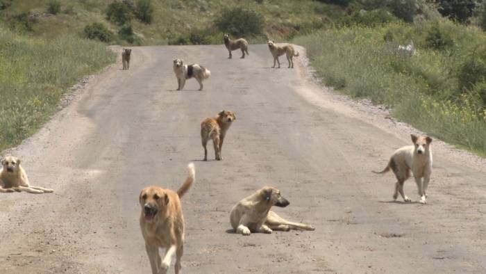 Yüzlerce Başıboş Köpek Açlıktan Birbirlerini Yemeye Başladı