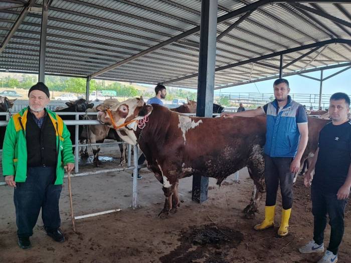 Suluovalı Besiciler Bayram Ediyor: “bu Sene Kurbanda Para Kazandık”