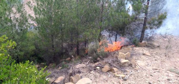 Anız Yangını Ormana Sıçradı