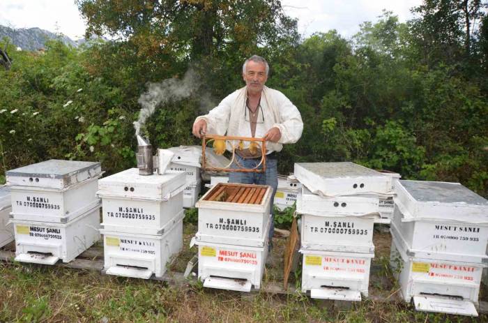 Antalya’da Arı Kovanlarının Yeni Adresi Bin 960 Metre Rakımlı Yaylalar