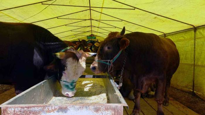 Kurban Pazarındaki Satıcılar, Mandıra Ve İnternet Üzerinden Yapılan Kurban Satışlarından Dertli