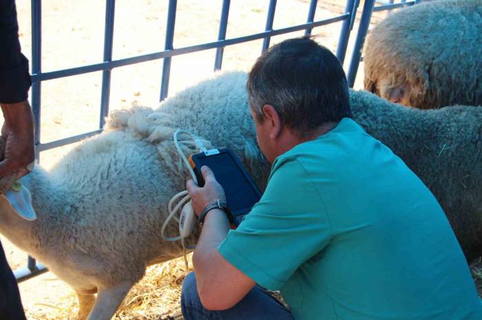 Kurban Pazarında Dişi Hayvanlara Ultrason Cihazıyla Hamilelik Kontrolü Yapıldı