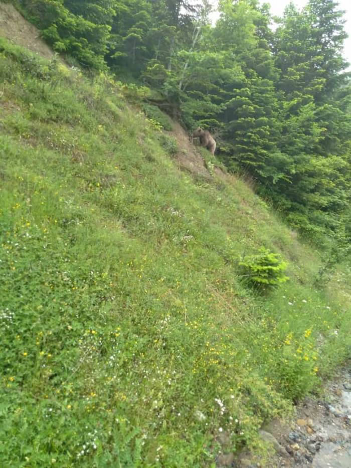 Kastamonu’da Yerleşim Yerlerine Kadar İnen Ayılar Cep Telefonlarıyla Görüntülendi