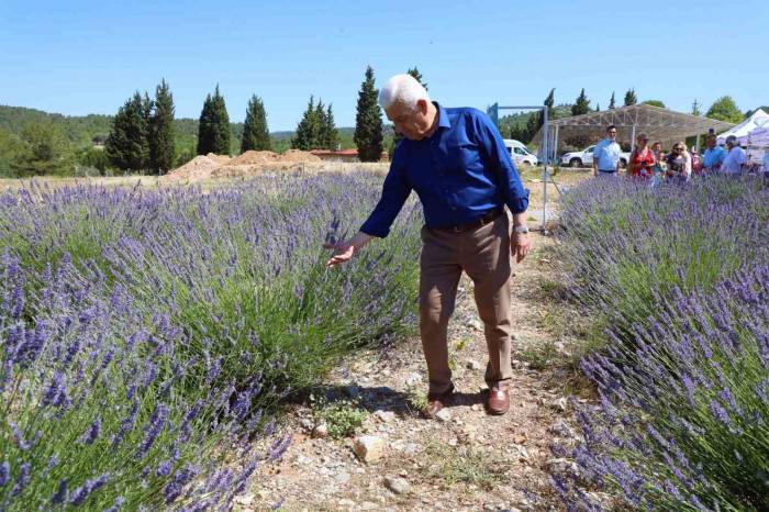 Büyükşehir Lavanta Bahçesi Ziyarete Açılıyor